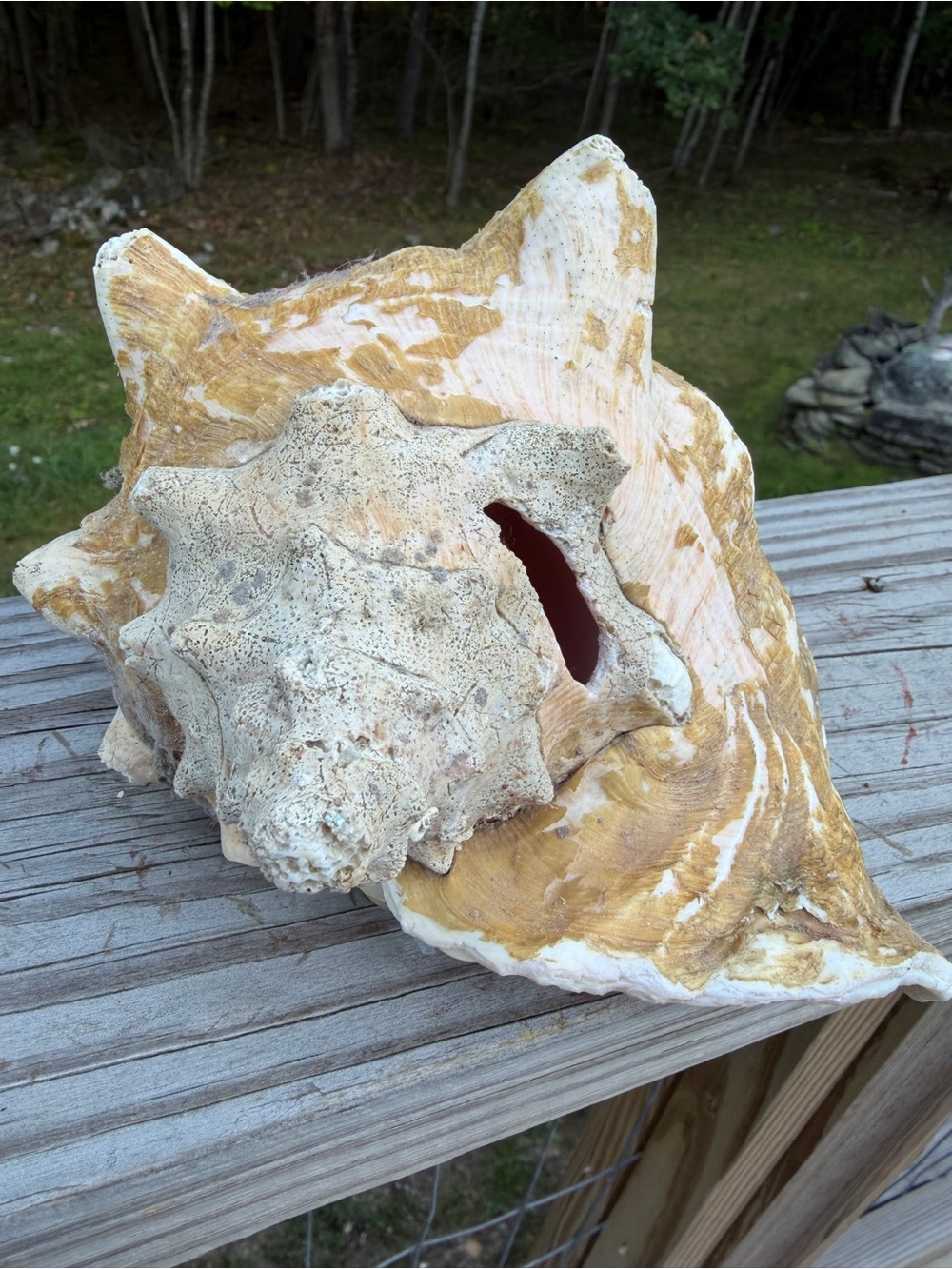Queen Conch SeaShell - Picture 11 of 12